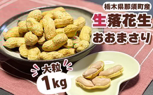 大粒生落花生「おおまさり」1kg ◇ ｜ 落花生 大粒 ピーナッツ おつまみ 国産 おやつ 冷蔵 那須 栃木県 那須町〔P-81〕 　※2025年9月上旬～10月下旬頃に順次発送予定