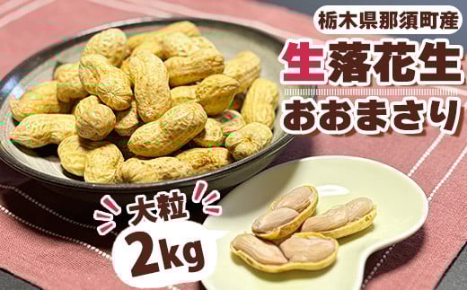 大粒生落花生「おおまさり」2kg｜落花生 大粒 ピーナッツ おつまみ 国産 おやつ 冷蔵 那須 栃木県 那須町〔P-82〕 ※2025年9月上旬～10月下旬頃に順次発送予定