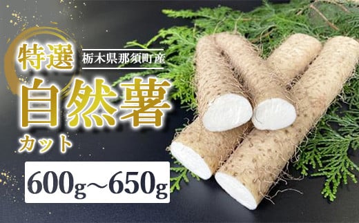 那須町産 自然薯（カット）600g～650g ｜カット お土産 贈り物 ご自宅用 とろろ とろろご飯 山芋 健康 国産 産地直送 那須 栃木県 那須町〔P-151〕 ※2025年12月頃より順次発送予定