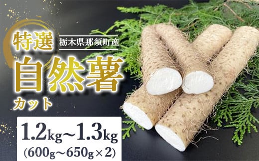 那須町産 自然薯（カット）1.2kg～1.3kg ｜カット お土産 贈り物 ご自宅用 とろろ とろろご飯 山芋 健康 国産 産地直送 那須 栃木県 那須町〔P-152〕 ※2025年12月頃より順次発送予定