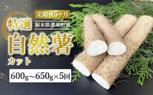 【定期便5ヵ月】那須町産 自然薯（カット）600g～650g ｜とろろ 贈り物 お土産 グルメ 美味しい おいしい 食べ物 那須 栃木県 那須町〔D-61〕 ※2025年12月頃より順次発送予定