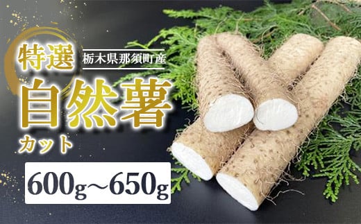 那須町産 自然薯(カット)600g〜650g |カット お土産 贈り物 ご自宅用 とろろ とろろご飯 山芋 健康 国産 産地直送 那須 栃木県 那須町〔P-151〕