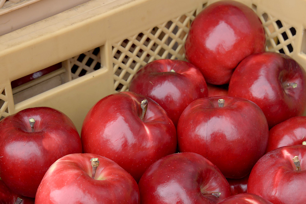 《SISGA部門最高賞ほか受賞》沼田アップルスウィート（甘口）750ml×1本 Fukiware Cidrerie