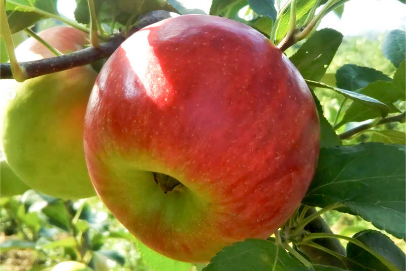 《3種確定》果樹園マンサーナ りんごジュース おまかせ1L×6本セット