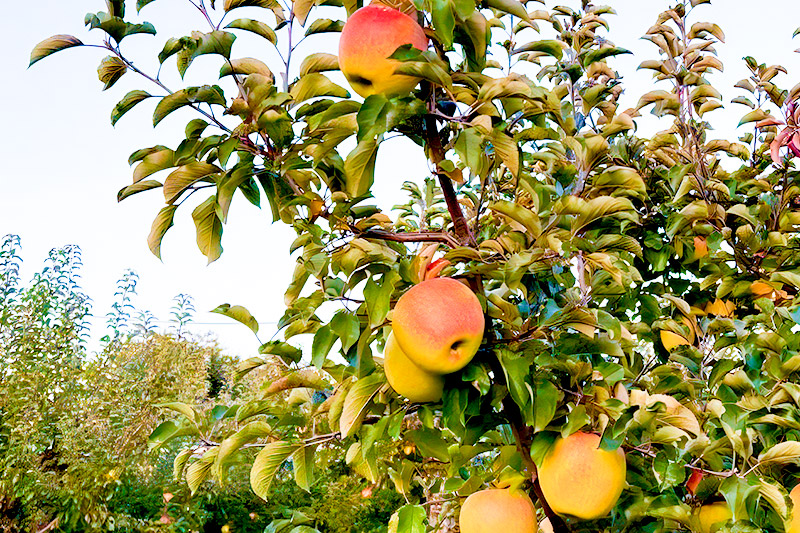 《2026年11月下旬～12月中旬発送》先行予約 果実の里 原田農園 ぐんま名月 1箱 6玉入り
