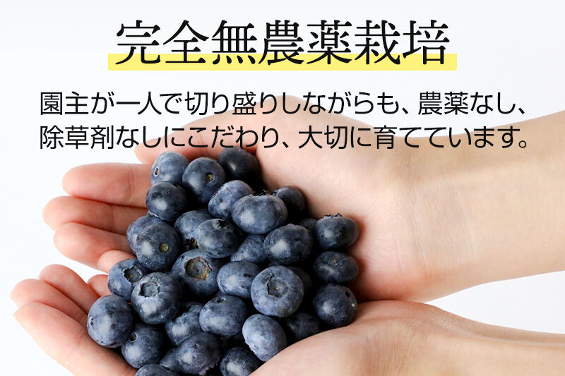 《7月中旬～8月中旬発送》完全無農薬栽培 ブルーベリー 約350g×3個 ベリーガーデン