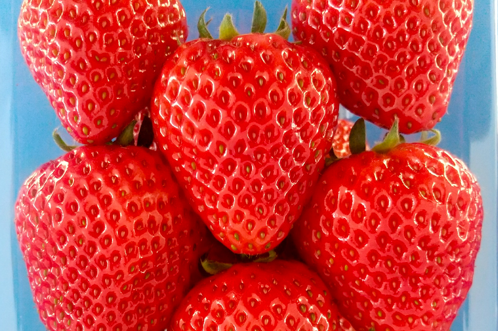 《2026年1月上旬～3月下旬発送》関東限定配送 イチゴ よつぼし 約260gパック×2