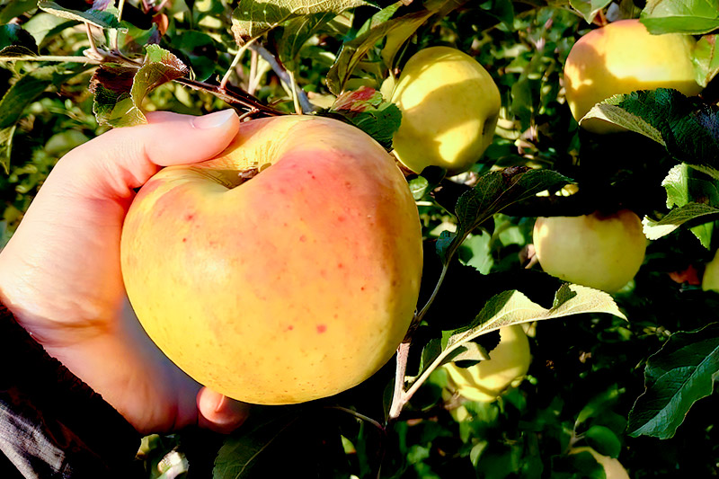 《2026年11月下旬～12月中旬発送》先行予約 果実の里 原田農園 ぐんま名月 1箱 6玉入り