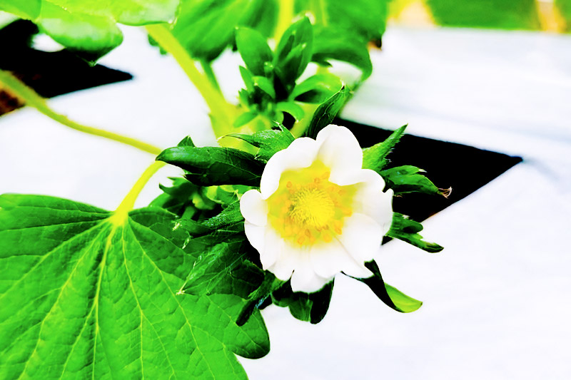 《2026年1月上旬～4月上旬発送》果実の里 原田農園 いちご 約250g×4パック