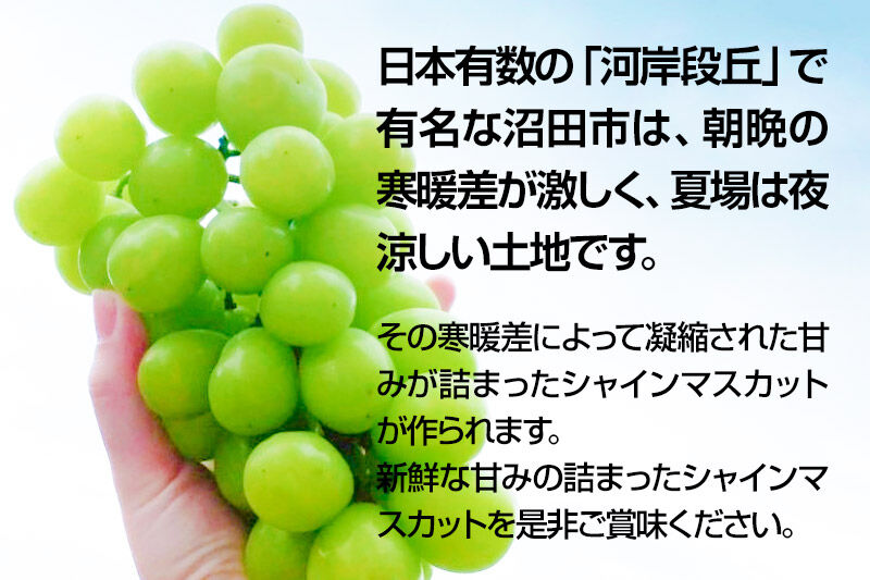 《2026年9月下旬～10月上旬発送》先行予約 果実の里 原田農園 シャインマスカット 2房（計約1.0kg～1.4kg）化粧箱入り [葡萄 ぶどう ブドウ しゃいんますかっと]