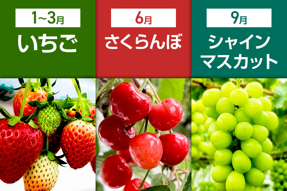 《一部地域限定配送》3回お届け！原田農園のフルーツ定期便 いちご→さくらんぼ→シャインマスカット