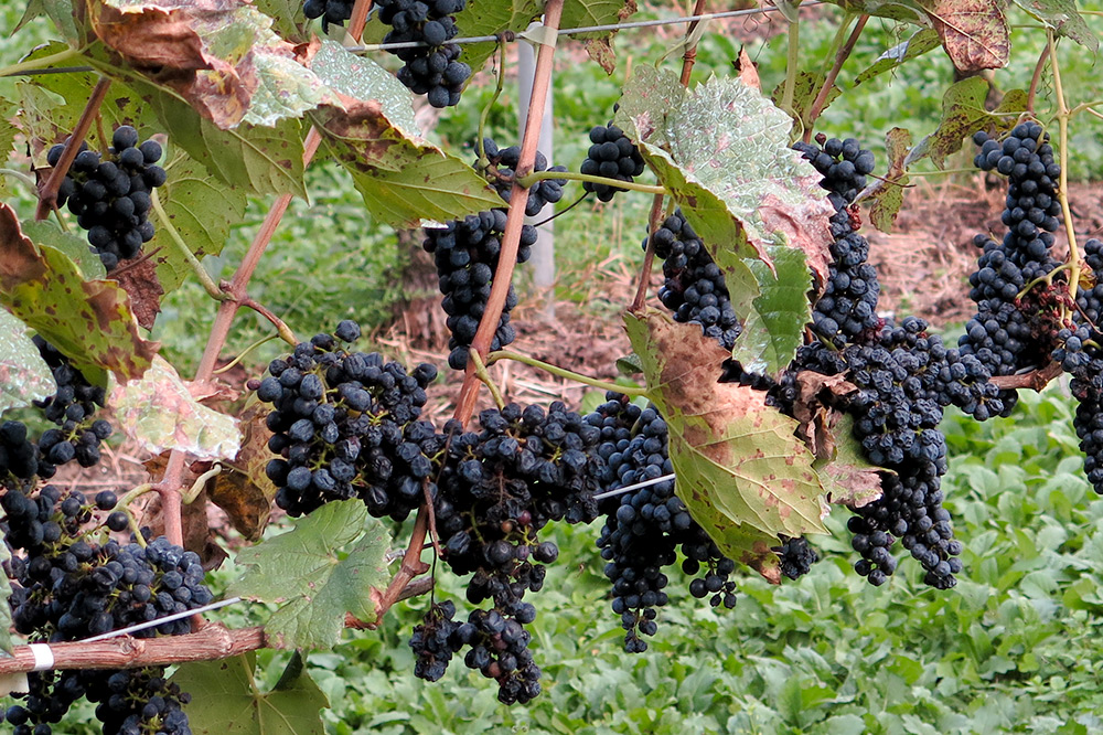 天の雫 赤ワイン2本セット（2018・2019）各720ml