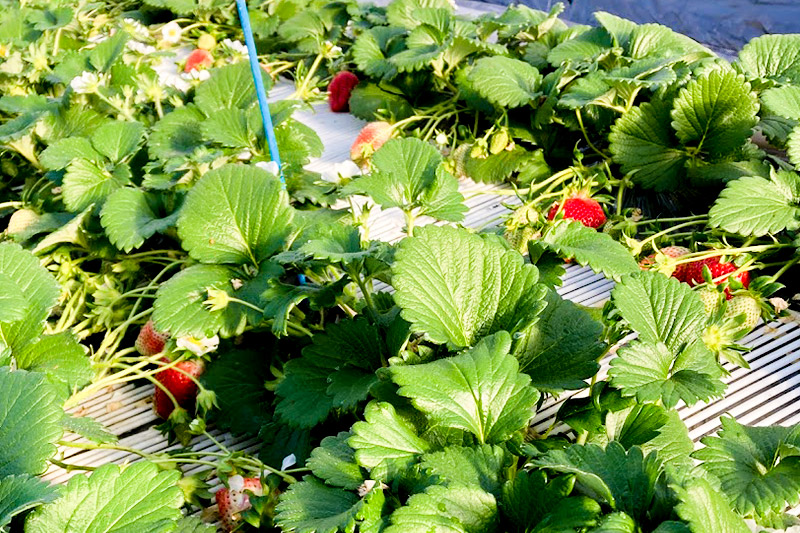 《2026年1月上旬～2月上旬発送》粒ぞろい「やよいひめ」デラックスパック 2箱4パック入り（280g×4）山口いちご園 苺 イチゴ いちご