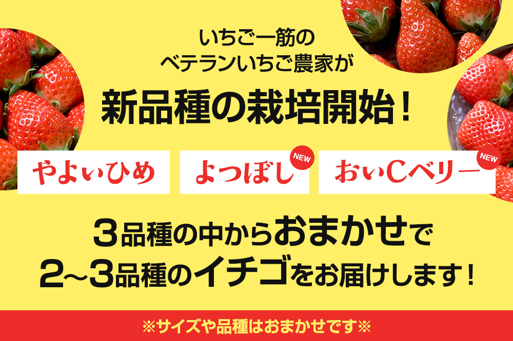 《2026年1月上旬～2月上旬発送》旬の採れたて厳選イチゴを食べ比べ！《2～3品種》約1kg 詰め合わせセット（サイズ・品種おまかせ）