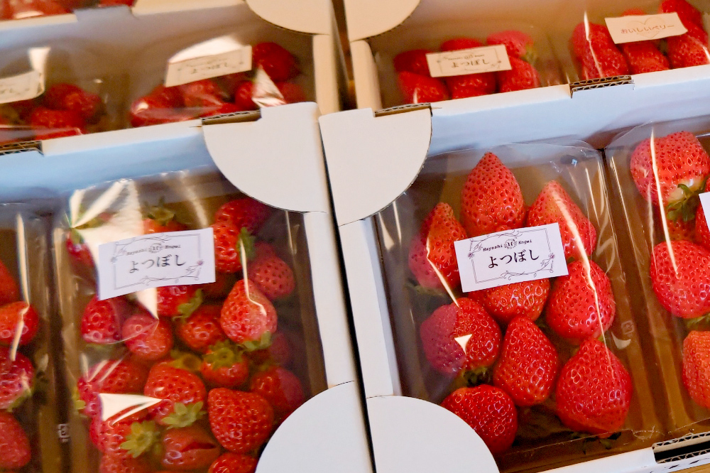 《2026年1月上旬～3月下旬発送》関東限定配送 イチゴ よつぼし 約260gパック×2