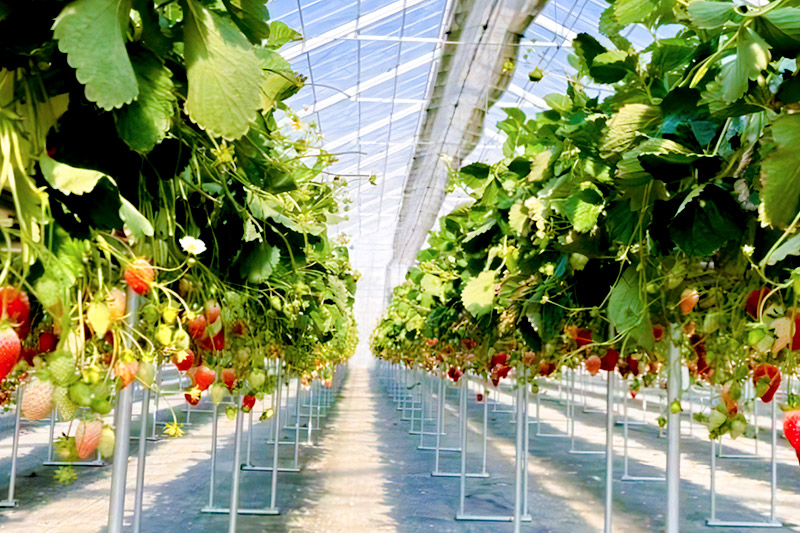 《2026年1月上旬～4月上旬発送》果実の里 原田農園 いちご 約250g×4パック