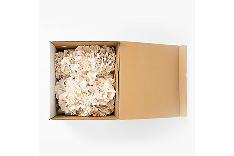 《2026年1月発送》生まいたけ三昧（白）約1000g 詰め合わせ おいがみ舞茸園