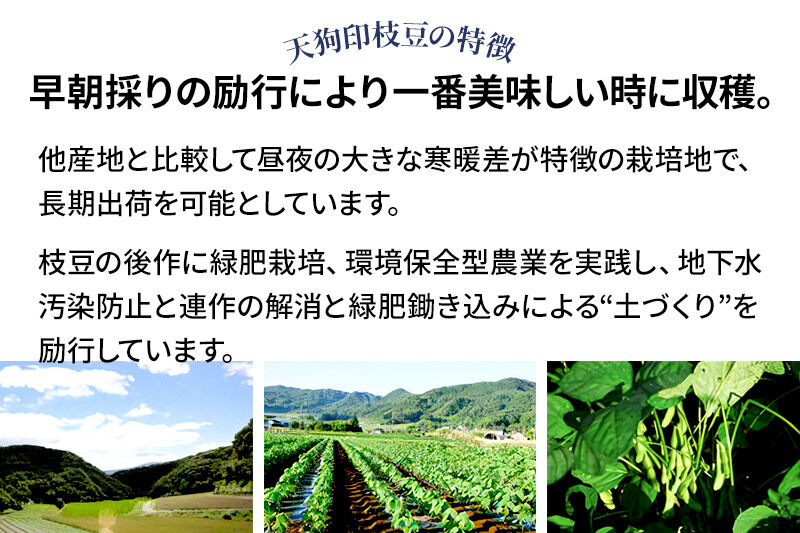 厳選 天狗印枝豆「味緑（みりょく）」約2.5kg [枝豆 えだまめ エダマメ 茶豆 えだ豆 エダ豆]