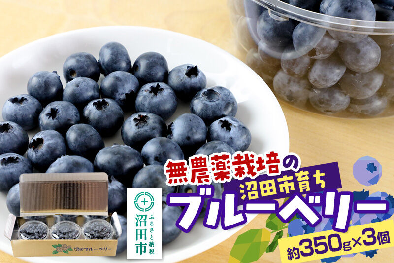 《7月中旬～8月中旬発送》完全無農薬栽培 ブルーベリー 約350g×3個 ベリーガーデン