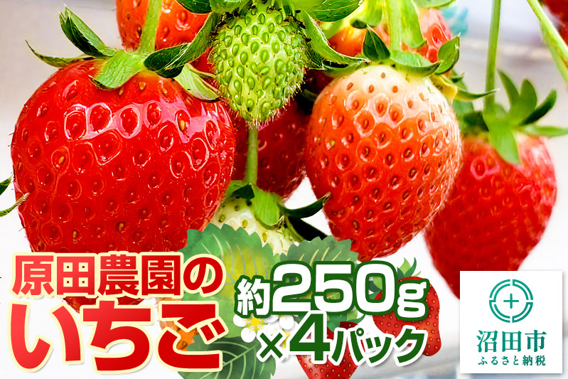 《2026年1月上旬～4月上旬発送》果実の里 原田農園 いちご 約250g×4パック