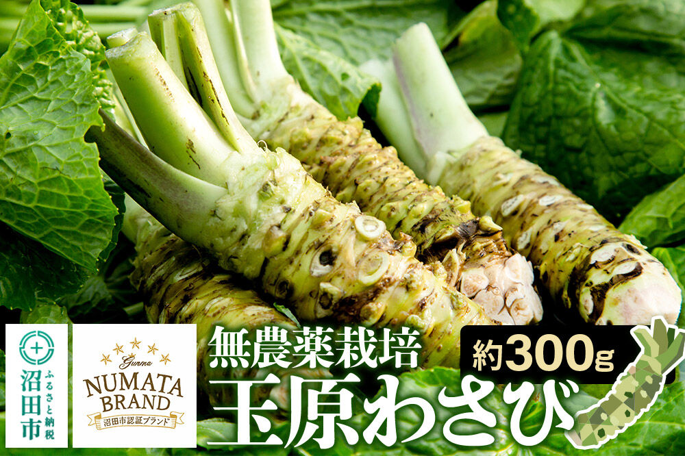 ぬまたブランド農産物 玉原わさび 生ワサビ 約300g [生わさび 生ワサビ 生山葵 本わさび 本ワサビ 本山葵]
