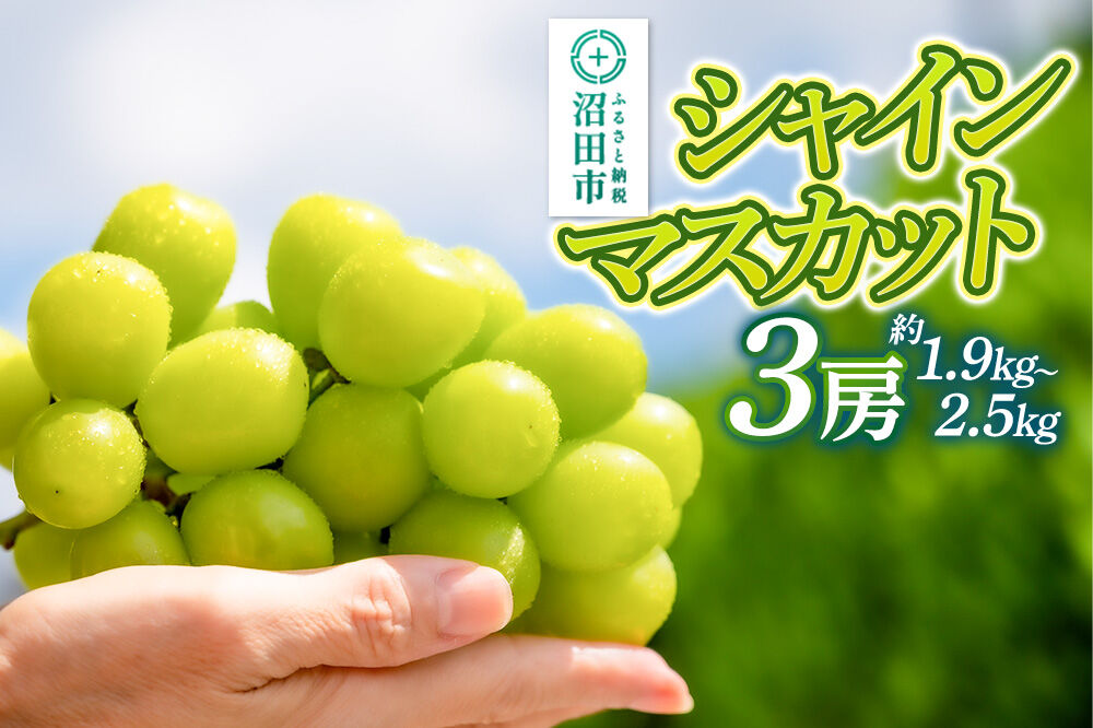 【9月中旬から10月末に発送】 シャインマスカット 3房（計約1.9kg～2.5kg） 糖度18度以上 種なし 皮ごと食べられる 濃厚な甘さ 家庭用 贈答用 永井農園 [葡萄 ぶどう ブドウ シャインマスカット 種なし 甘い 家庭用 贈答用 糖度18度以上]