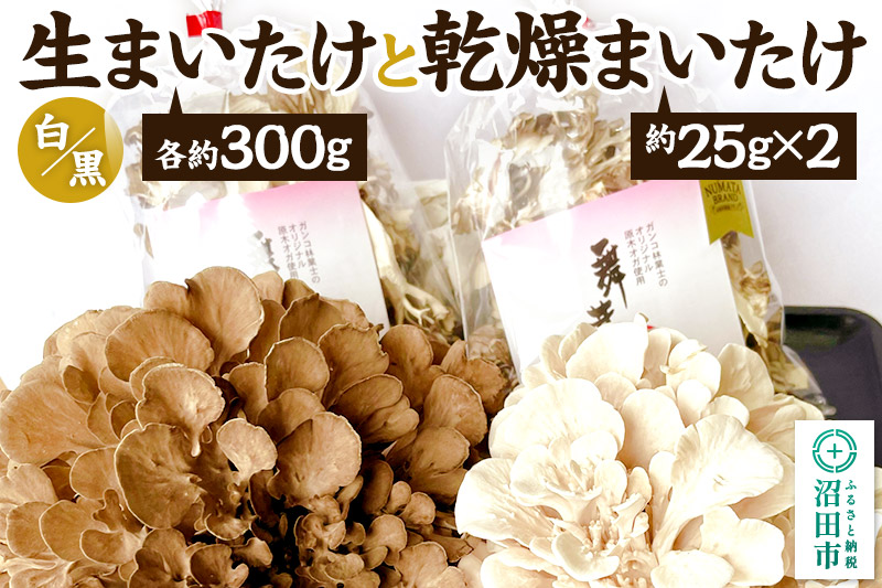 《2026年1月発送》生まいたけ（白・黒）各約300g＋乾燥まいたけ25g×2個セット 詰め合わせ おいがみ舞茸園