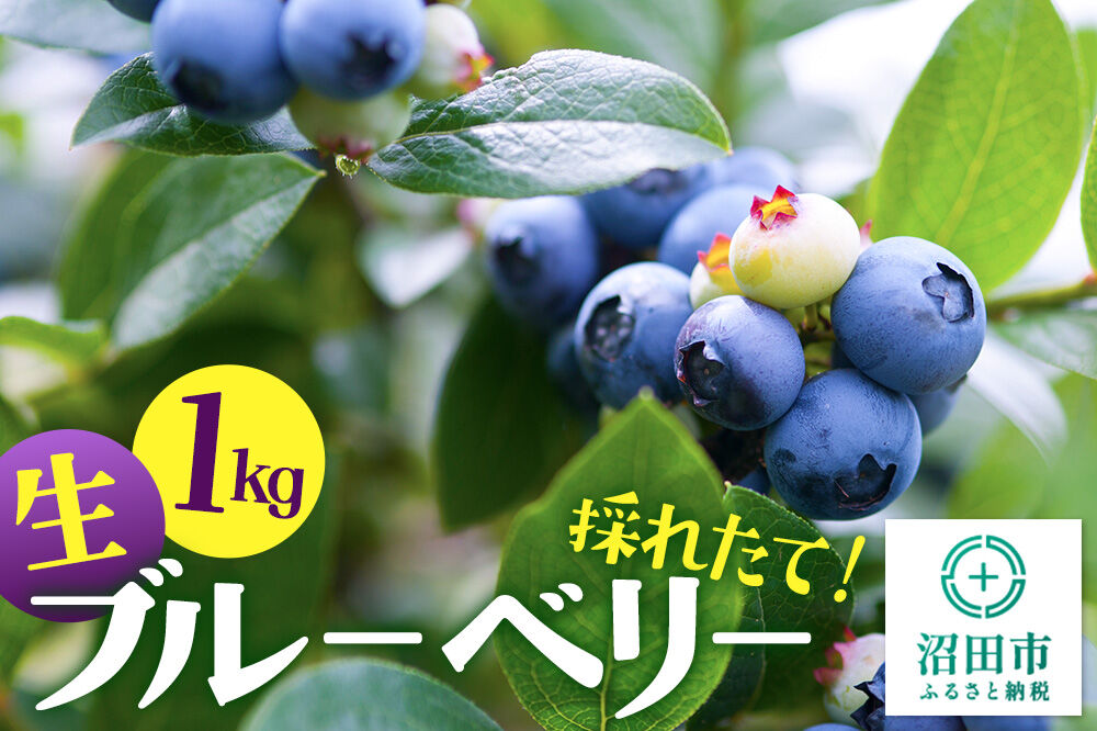採れたて！生ブルーベリー約1kg【群馬県沼田市利根町産】 [鮮度抜群 生 ブルーベリー 手積み スイーツ 栄養満点 ビタミン 食物繊維 ヨーグルト サラダ フルーツ 果物 国産]