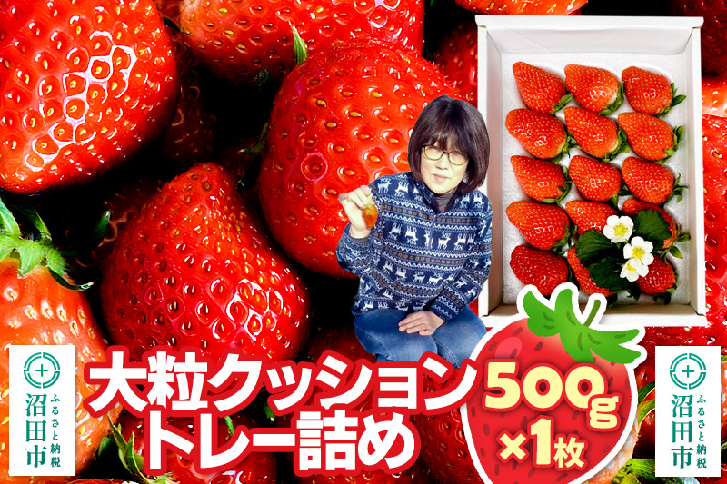 《2026年1月上旬～2月上旬発送》大粒クッショントレー詰め「やよいひめ」500g×1枚 山口いちご園 苺 イチゴ いちご