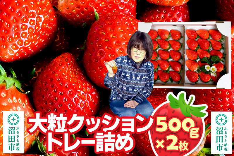 《2026年1月上旬～2月上旬発送》大粒クッショントレー詰め「やよいひめ」500g×2枚 山口いちご園 苺 イチゴ いちご