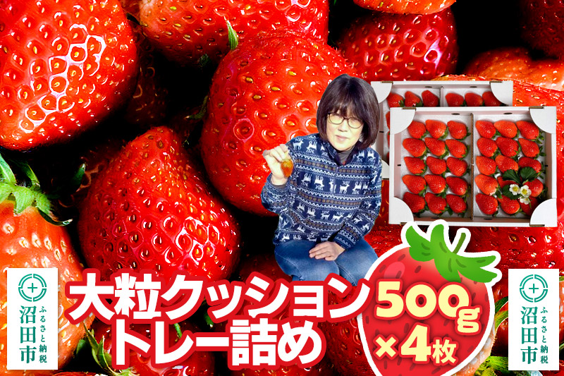 《2026年1月上旬～2月上旬発送》大粒クッショントレー詰め「やよいひめ」500g×4枚（2箱）山口いちご園 苺 イチゴ いちご