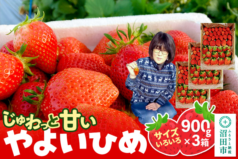 《2026年1月上旬～2月上旬発送》じゅわっと甘い！サイズいろいろ「やよいひめ」約2700g（約900g×3箱／梱包込）山口いちご園 苺 イチゴ いちご