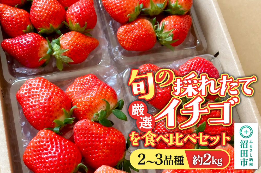 《2026年1月上旬～2月上旬発送》旬の採れたて厳選イチゴを食べ比べ！《2～3品種》約2kg 詰め合わせセット（サイズ・品種おまかせ）