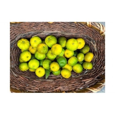 ジャングルデリバリーのシークワーサー　1kg(個数おまかせ)