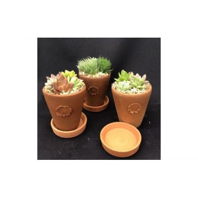 サボテン相談室のオリジナルテラコッタ多肉植物の寄せ植え3点セット(受け皿付き)