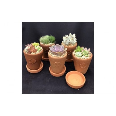 サボテン相談室のオリジナルテラコッタ多肉植物の寄せ植え5点セット(受け皿付き)