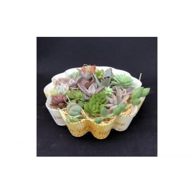 サボテン相談室の多肉植物寄せ植え用カット苗セット(20個)