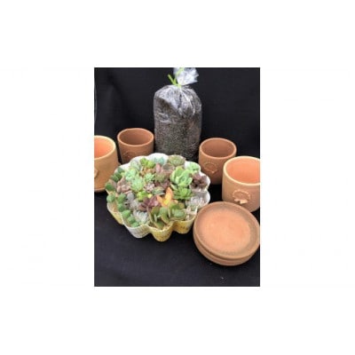サボテン相談室の多肉植物寄せ植え用カット苗とテラコッタ、用土セット