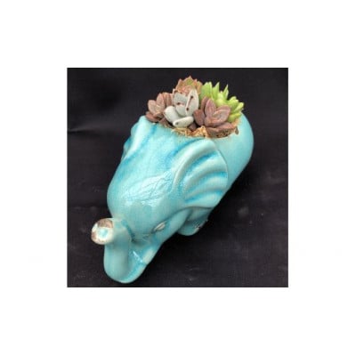 サボテン相談室のゾウさん多肉植物寄せ植え(種類おまかせ)