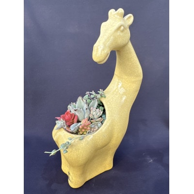 サボテン相談室のキリンさん多肉植物寄せ植え(種類おまかせ)