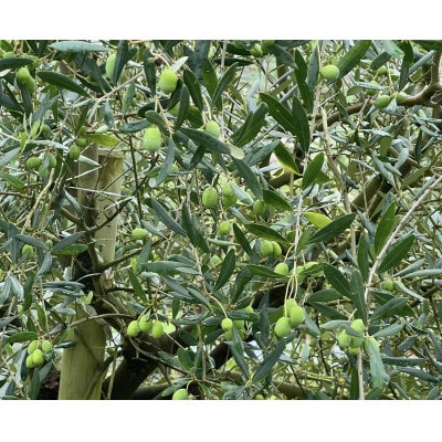 オリーブほうじ茶　2g×7包