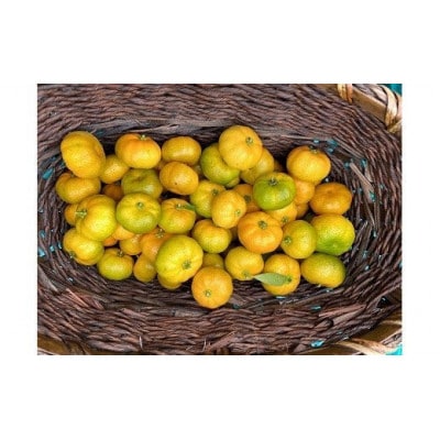 ジャングルデリバリーのシークワーサー　1kg(個数おまかせ)