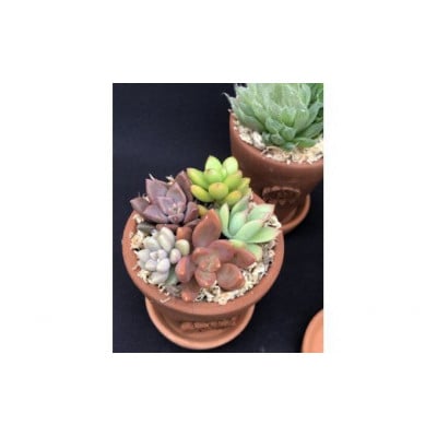 サボテン相談室のオリジナルテラコッタ多肉植物の寄せ植え3点セット(受け皿付き)