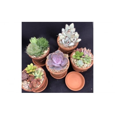 サボテン相談室のオリジナルテラコッタ多肉植物の寄せ植え5点セット(受け皿付き)