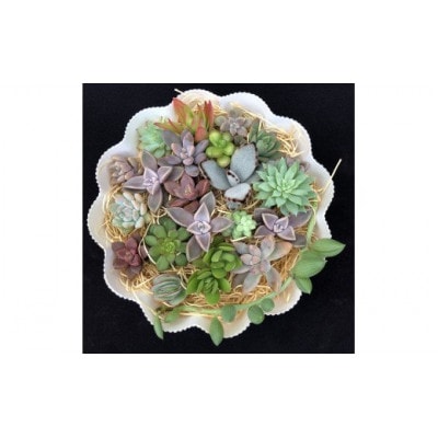 サボテン相談室の多肉植物寄せ植え用カット苗セット(20個)