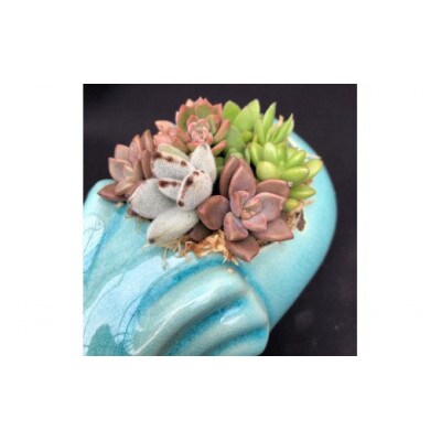 サボテン相談室のゾウさん多肉植物寄せ植え(種類おまかせ)