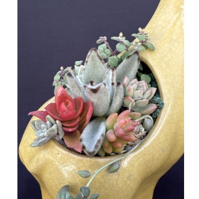 サボテン相談室のキリンさん多肉植物寄せ植え(種類おまかせ)