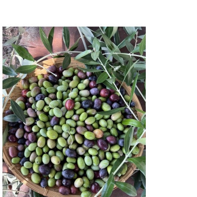 クラフトオリーブオイル　ゆず