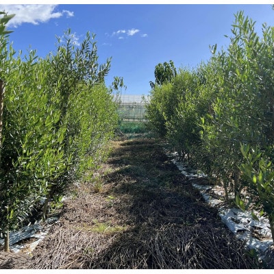 オリーブほうじ茶　2g×7包