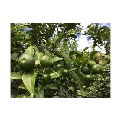 ジャングルデリバリーのシークワーサー　1kg(個数おまかせ)